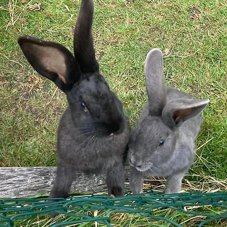 Kienbronnerhof Schiltach