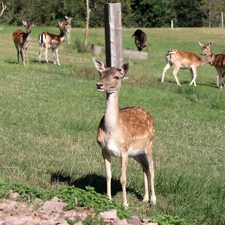 Διαμέρισμα Kienbronnerhof Schiltach