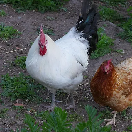 Διαμέρισμα Kienbronnerhof